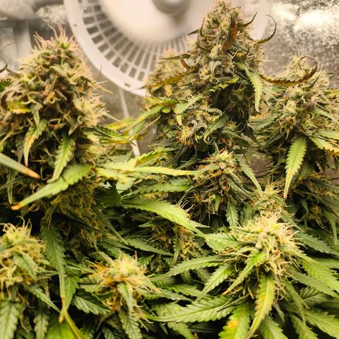 002 | Orange Sherbet Auto growlog timeline photo