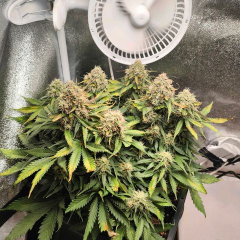 002 | Orange Sherbet Auto growlog timeline photo