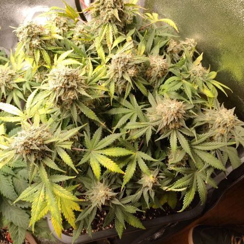001 | Orange Sherbet Auto growlog timeline photo