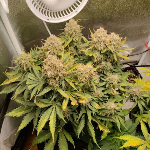 002 | Orange Sherbet Auto growlog timeline photo