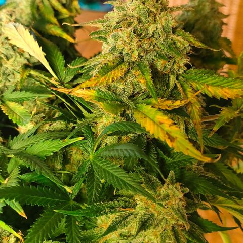 001 | Orange Sherbet Auto growlog timeline photo