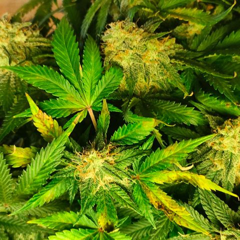 001 | Orange Sherbet Auto growlog timeline photo