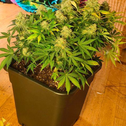 001 | Orange Sherbet Auto growlog timeline photo