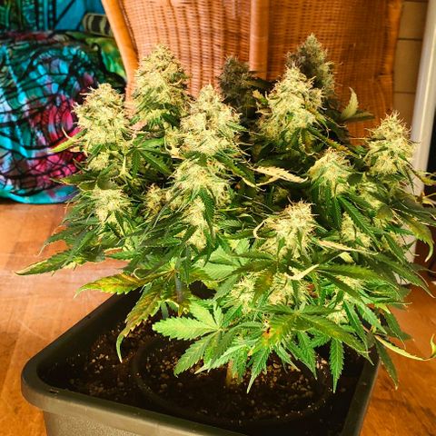 002 | Orange Sherbet Auto growlog timeline photo