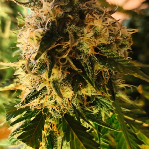002 | Orange Sherbet Auto growlog timeline photo