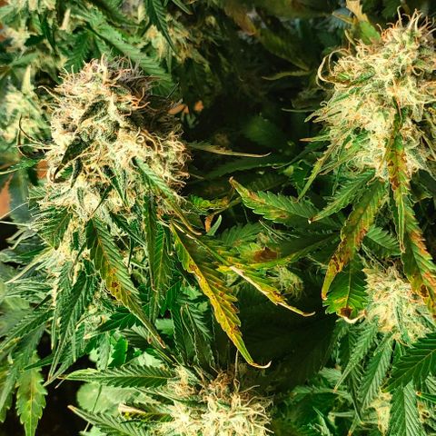 002 | Orange Sherbet Auto growlog timeline photo
