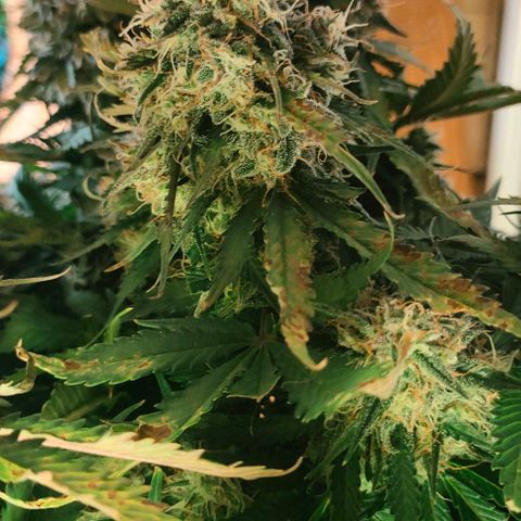 002 | Orange Sherbet Auto growlog timeline photo