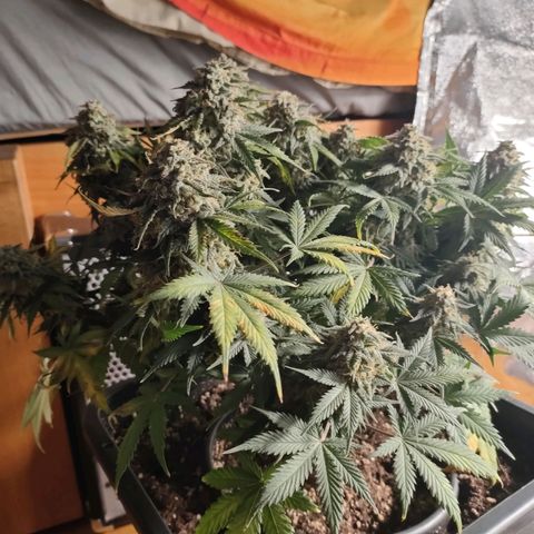 001 | Orange Sherbet Auto growlog timeline photo