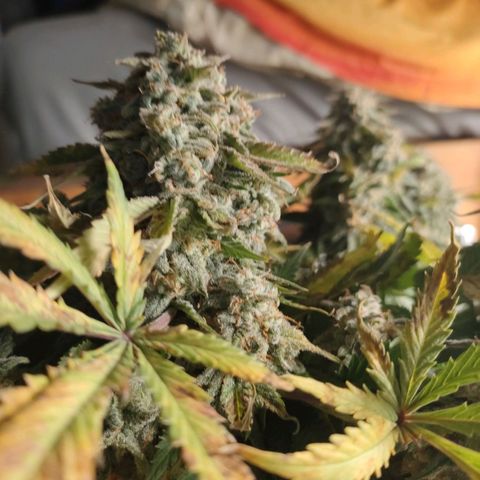 001 | Orange Sherbet Auto growlog timeline photo