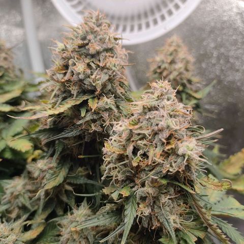 002 | Orange Sherbet Auto growlog timeline photo