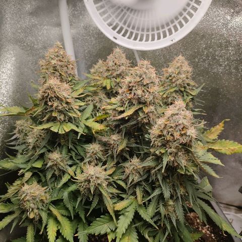 002 | Orange Sherbet Auto growlog timeline photo