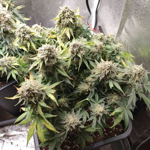 001 | Orange Sherbet Auto growlog timeline photo