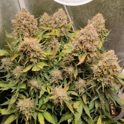 002 | Orange Sherbet Auto growlog timeline photo