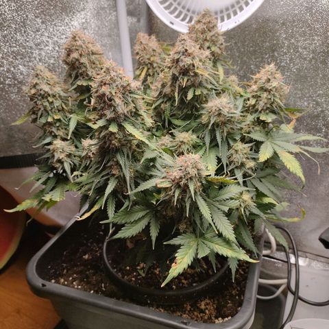 002 | Orange Sherbet Auto growlog timeline photo