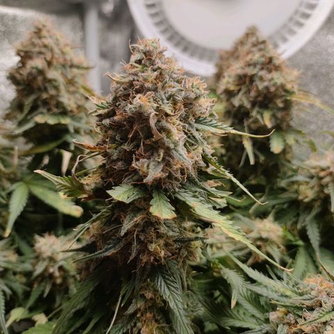 002 | Orange Sherbet Auto growlog timeline photo