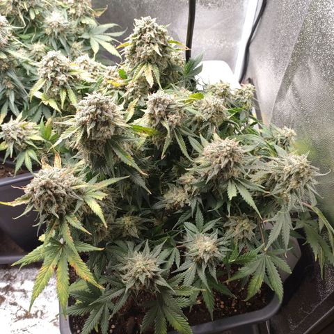 001 | Orange Sherbet Auto growlog timeline photo