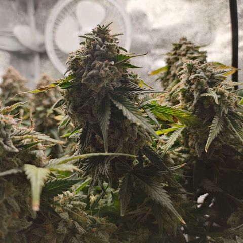001 | Orange Sherbet Auto growlog timeline photo
