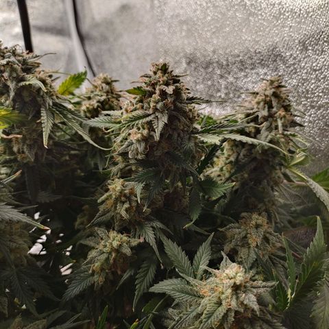 001 | Orange Sherbet Auto growlog timeline photo