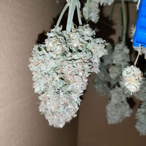 001 | Orange Sherbet Auto growlog timeline photo