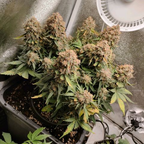 002 | Orange Sherbet Auto growlog timeline photo