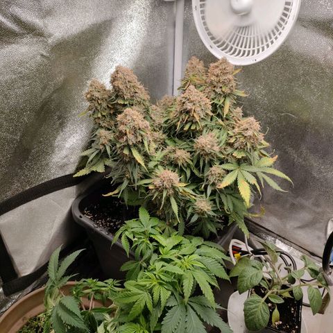 002 | Orange Sherbet Auto growlog timeline photo