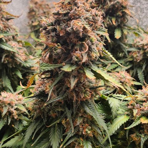 002 | Orange Sherbet Auto growlog timeline photo