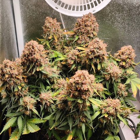 002 | Orange Sherbet Auto growlog timeline photo