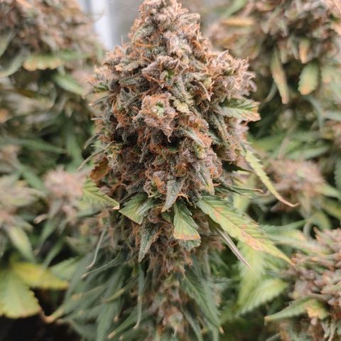 002 | Orange Sherbet Auto growlog timeline photo