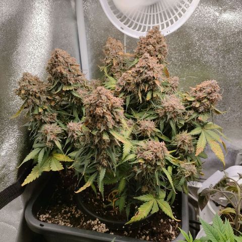 002 | Orange Sherbet Auto growlog timeline photo
