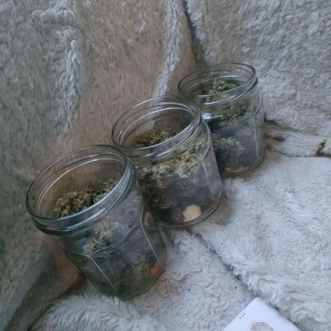 001 | Orange Sherbet Auto growlog timeline photo