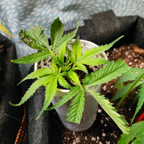 505 | Wedding Gelato growlog timeline photo