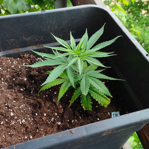 505 | Wedding Gelato growlog timeline photo