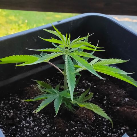 505 | Wedding Gelato growlog timeline photo