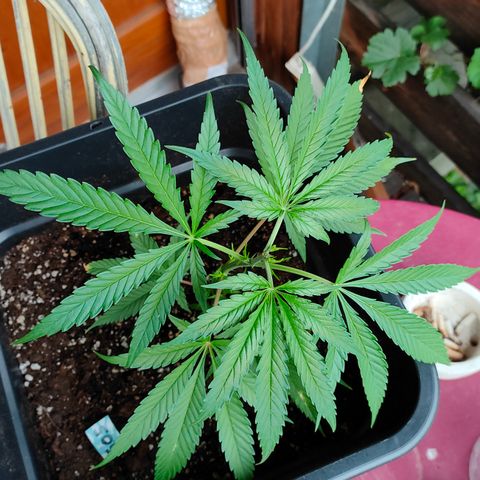 505 | Wedding Gelato growlog timeline photo