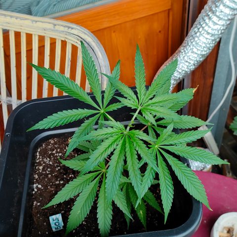 505 | Wedding Gelato growlog timeline photo