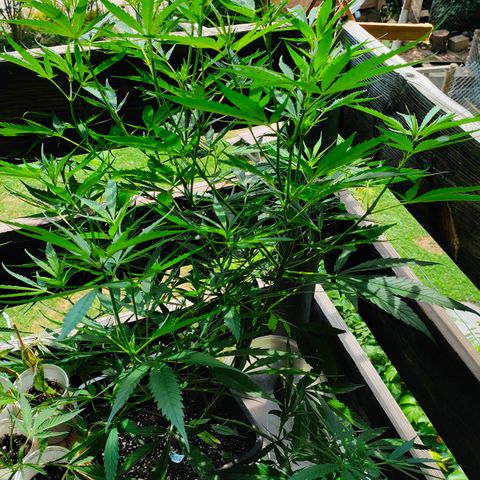 505 | Wedding Gelato growlog timeline photo