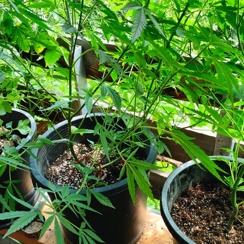 505 | Wedding Gelato growlog timeline photo