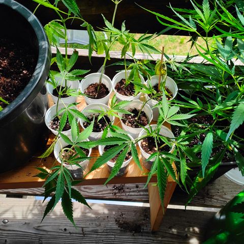 505 | Wedding Gelato growlog timeline photo