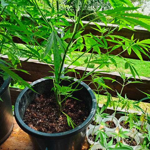 505 | Wedding Gelato growlog timeline photo