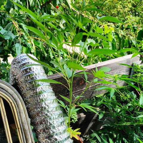 505 | Wedding Gelato growlog timeline photo