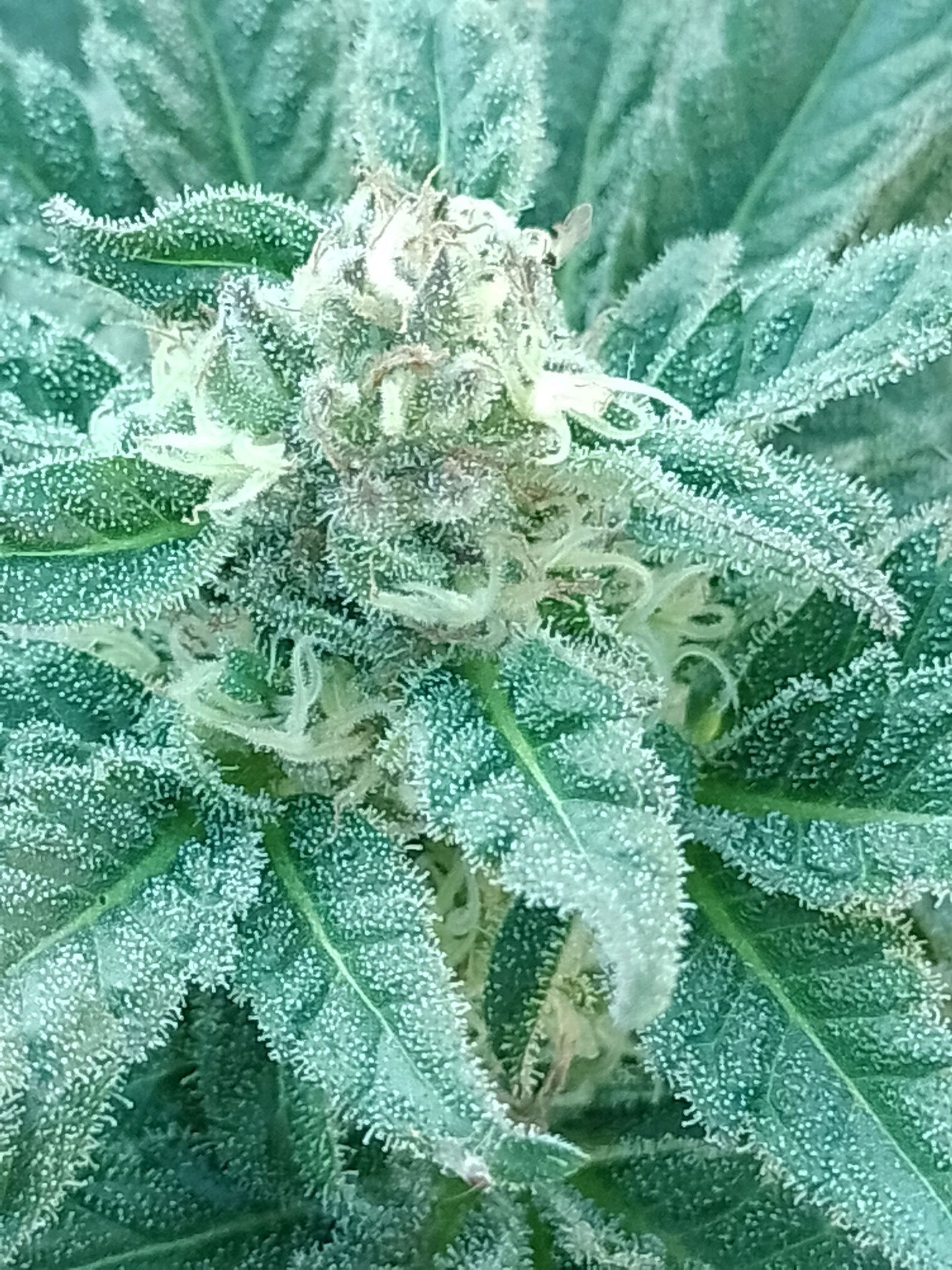 Critical Kush growlog header