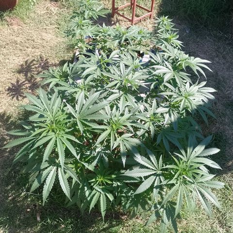 Critical Kush growlog photo