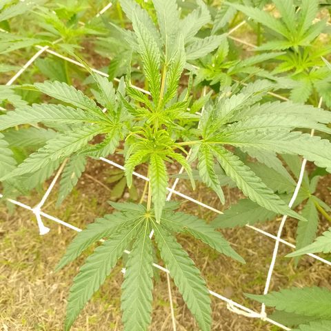 Critical Kush growlog photo