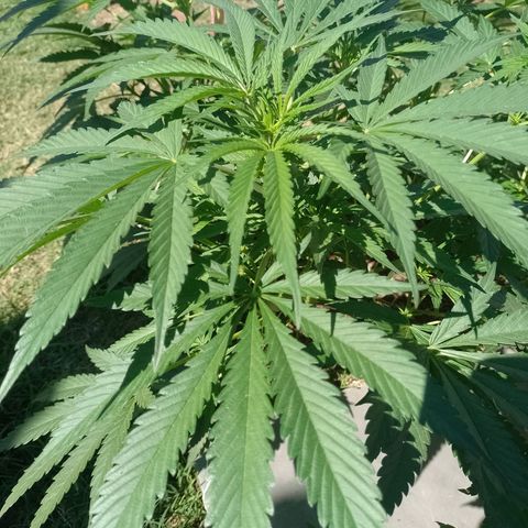 Critical Kush growlog photo