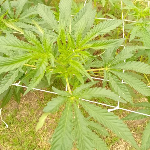 Critical Kush growlog photo
