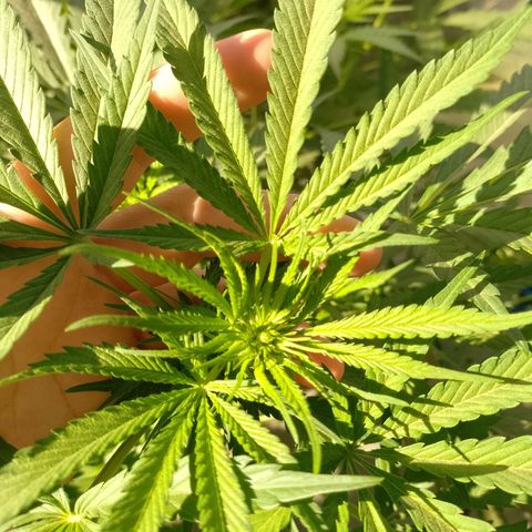 Critical Kush growlog photo