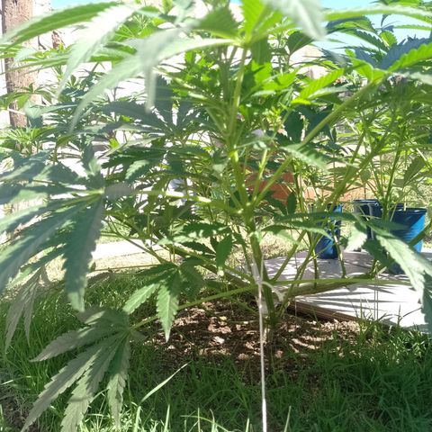 Critical Kush growlog timeline photo