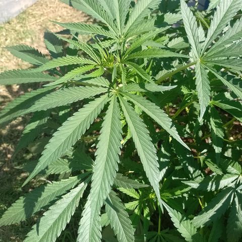 Critical Kush growlog timeline photo