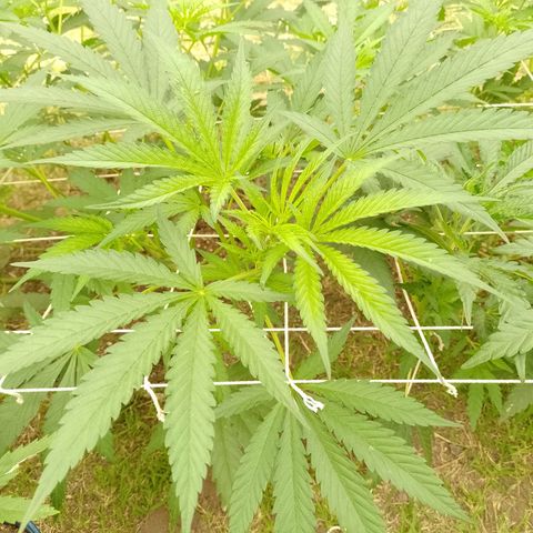 Critical Kush growlog timeline photo