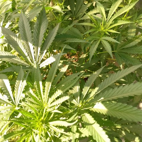 Critical Kush growlog timeline photo